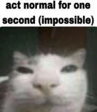 Cat meme